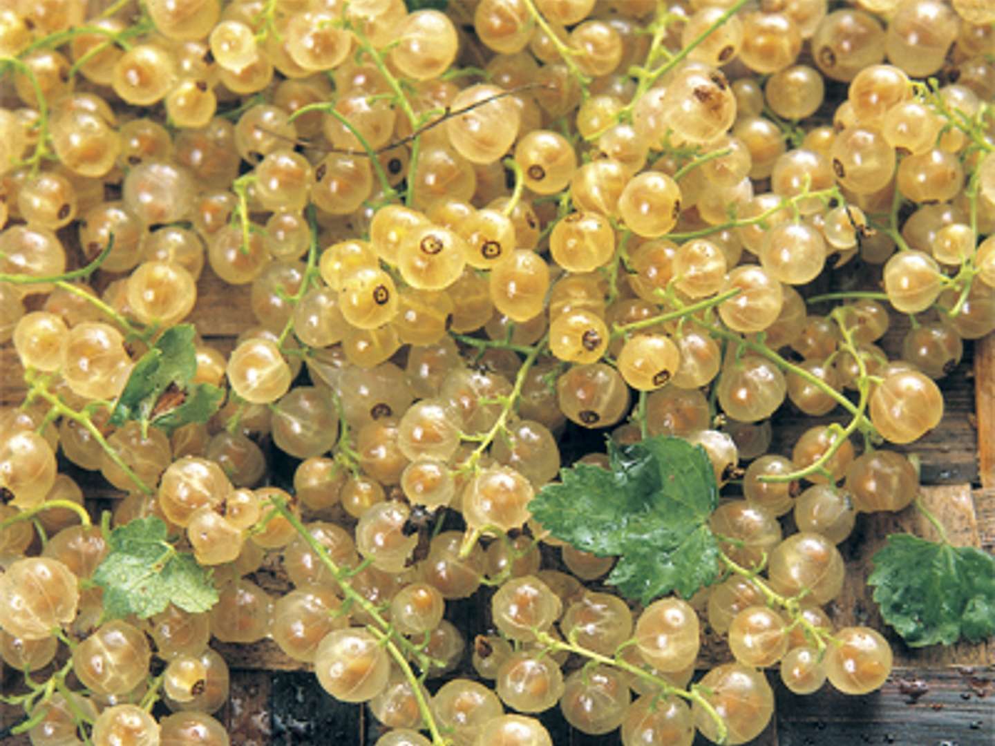 GRAPPES BLANCHES